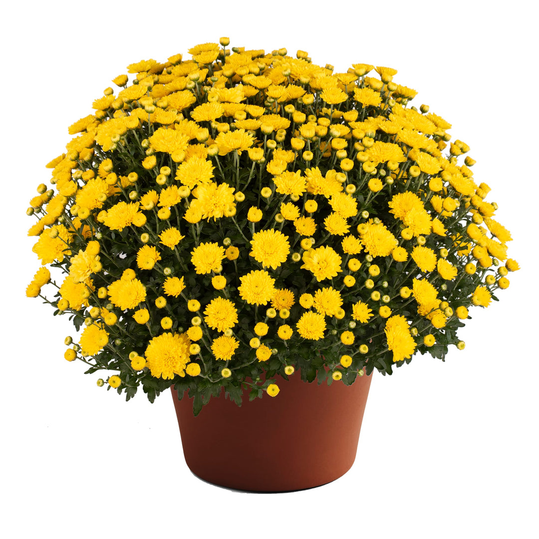 Chrysanthemum x morifolium 'Cheryl Sparkling Yellow' ~ Cheryl™ Sparkling Yellow Mum-ServeScape