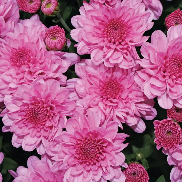 Chrysanthemum x morifolium 'Wanda Lavender' ~ Wanda™ Lavender Mum-ServeScape