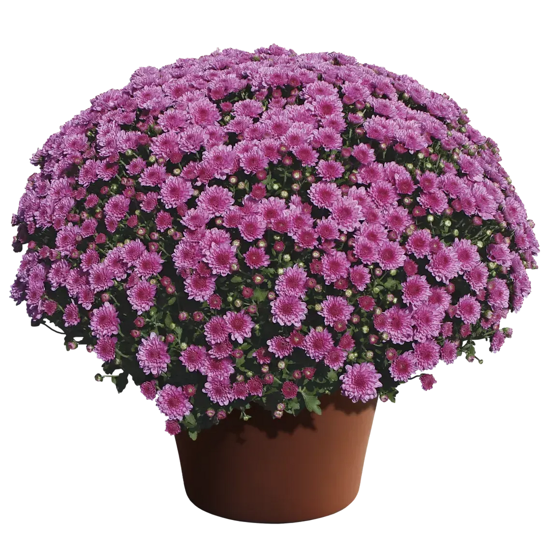 Chrysanthemum x morifolium 'Wanda Lavender' ~ Wanda™ Lavender Mum-ServeScape