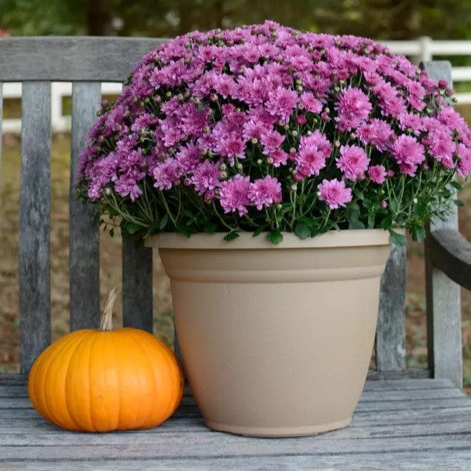 Chrysanthemum x morifolium 'Wanda Lavender' ~ Wanda™ Lavender Mum-ServeScape