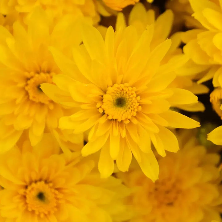 Chrysanthemum x morifolium 'Yolanda Yellow' ~ Yolanda™ Yellow Mum-ServeScape