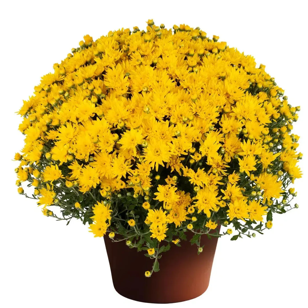 Chrysanthemum x morifolium 'Yolanda Yellow' ~ Yolanda™ Yellow Mum-ServeScape