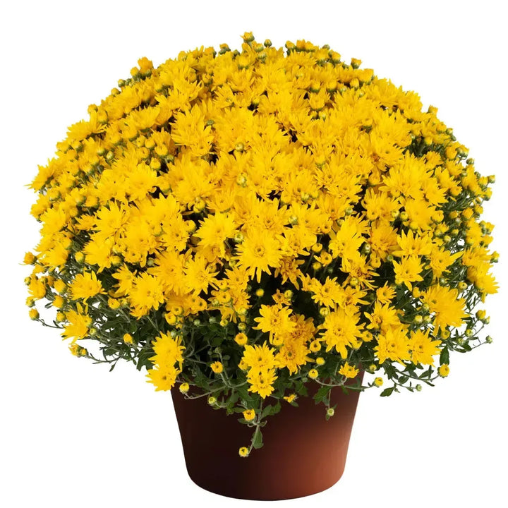 Chrysanthemum x morifolium 'Yolanda Yellow' ~ Yolanda™ Yellow Mum-ServeScape