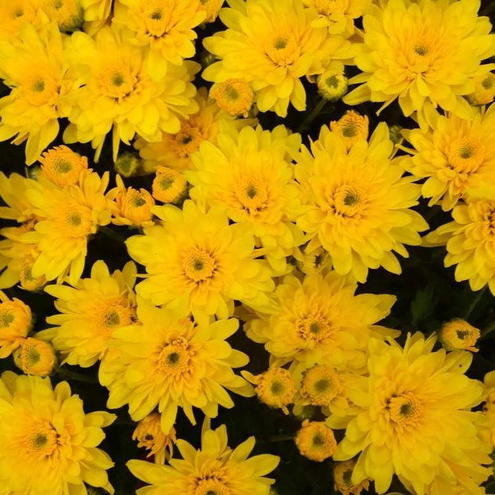Chrysanthemum x morifolium 'Yolanda Yellow' ~ Yolanda™ Yellow Mum-ServeScape