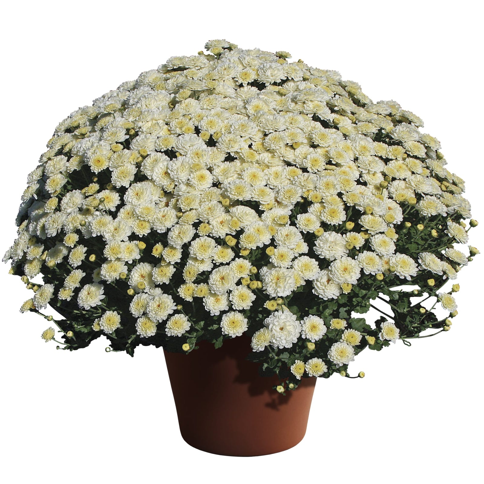 Chrysanthemum x morifolium 'Gigi Snow' ~ Gigi™ Snow Mum-ServeScape