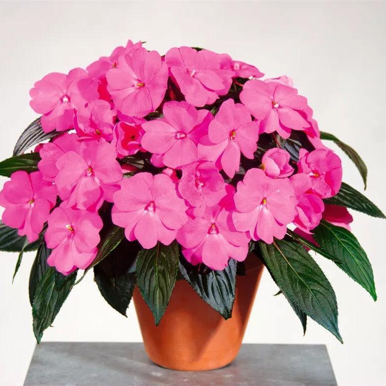 Impatiens hawkeri 'Sonic Bright Pink' ~ Sonic™ Bright Pink New Guinea Impatiens-ServeScape
