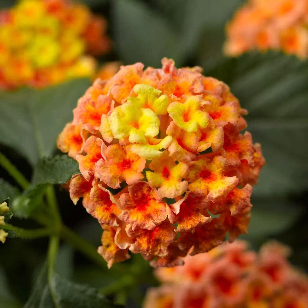 Lantana camara 'Bandana Peach' ~ Bandana® Peach Lantana-ServeScape