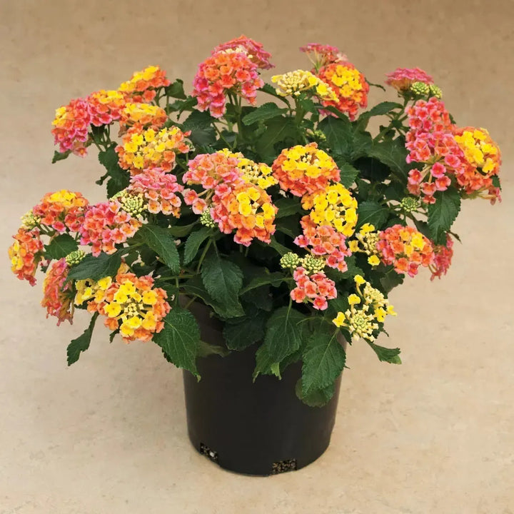 Lantana camara 'Bandana Peach' ~ Bandana® Peach Lantana-ServeScape