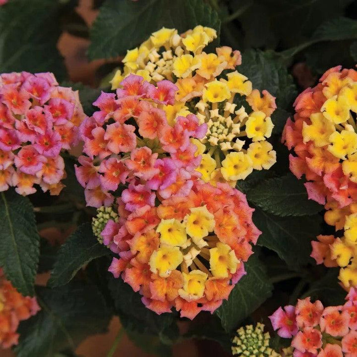 Lantana camara 'Bandana Peach' ~ Bandana® Peach Lantana-ServeScape