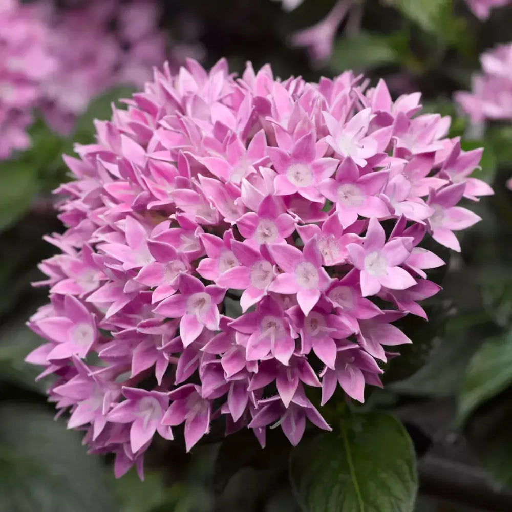 Pentas lanceolata 'Starcluster Lavender' ~ Starcluster™ Lavender Star Flower-ServeScape