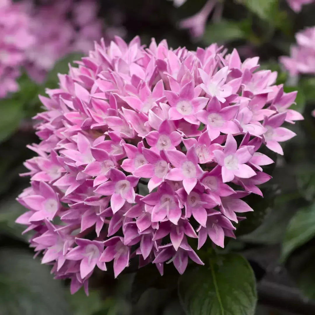 Pentas lanceolata 'Starcluster Lavender' ~ Starcluster™ Lavender Star Flower-ServeScape