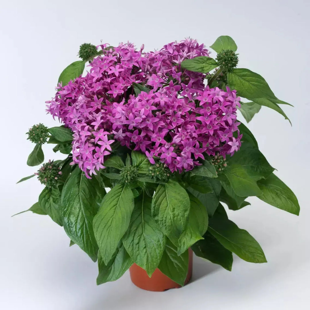 Pentas lanceolata 'Starcluster Lavender' ~ Starcluster™ Lavender Star Flower-ServeScape