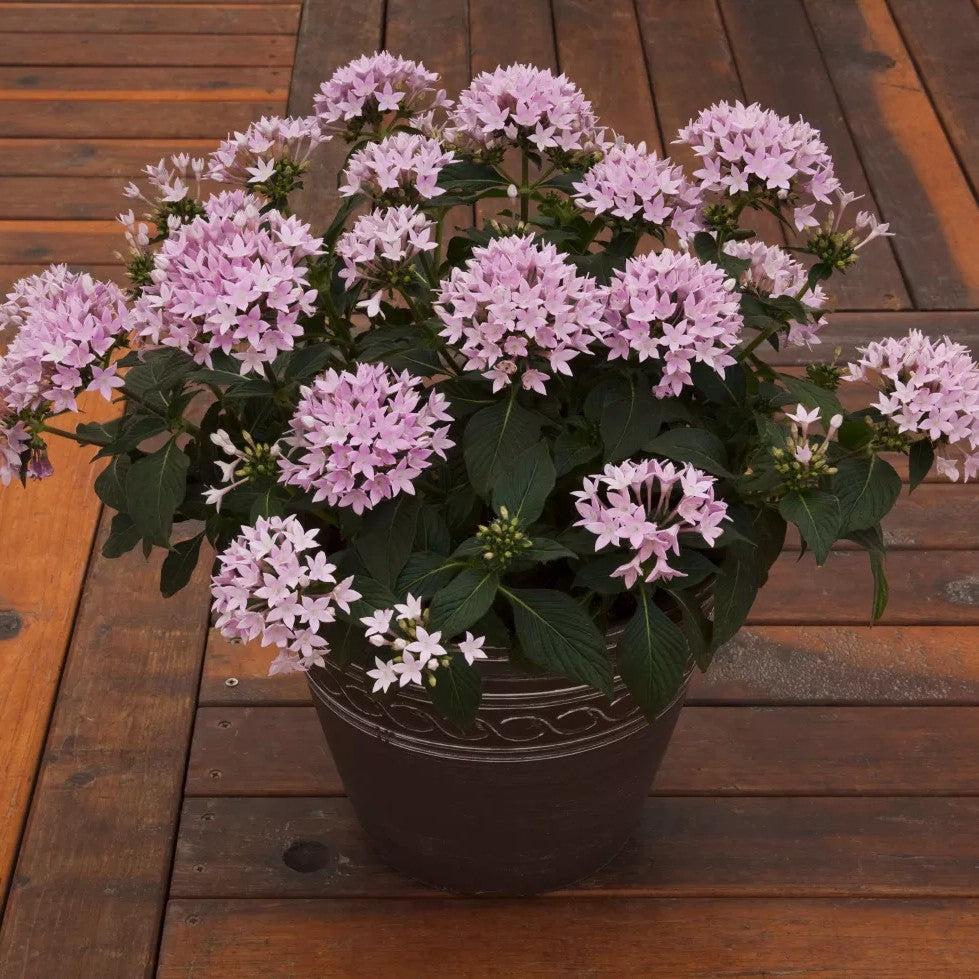 Pentas lanceolata 'Starcluster Lavender' ~ Starcluster™ Lavender Star Flower-ServeScape