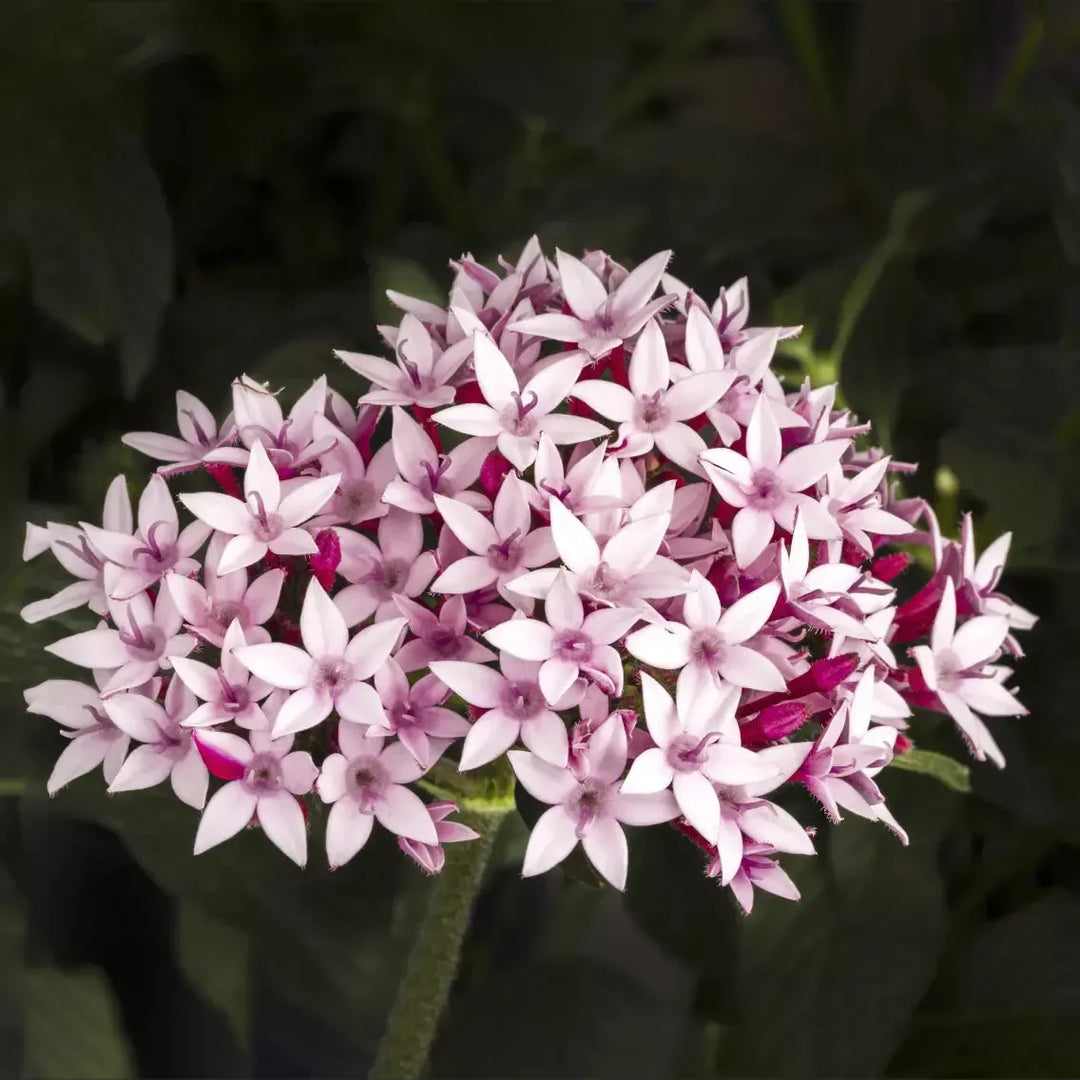 Pentas lanceolata 'Starcluster Appleblossom' ~ Starcluster™ Appleblossom Star Flower-ServeScape