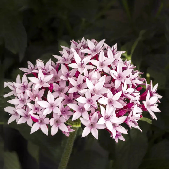 Pentas lanceolata 'Starcluster Appleblossom' ~ Starcluster™ Appleblossom Star Flower-ServeScape