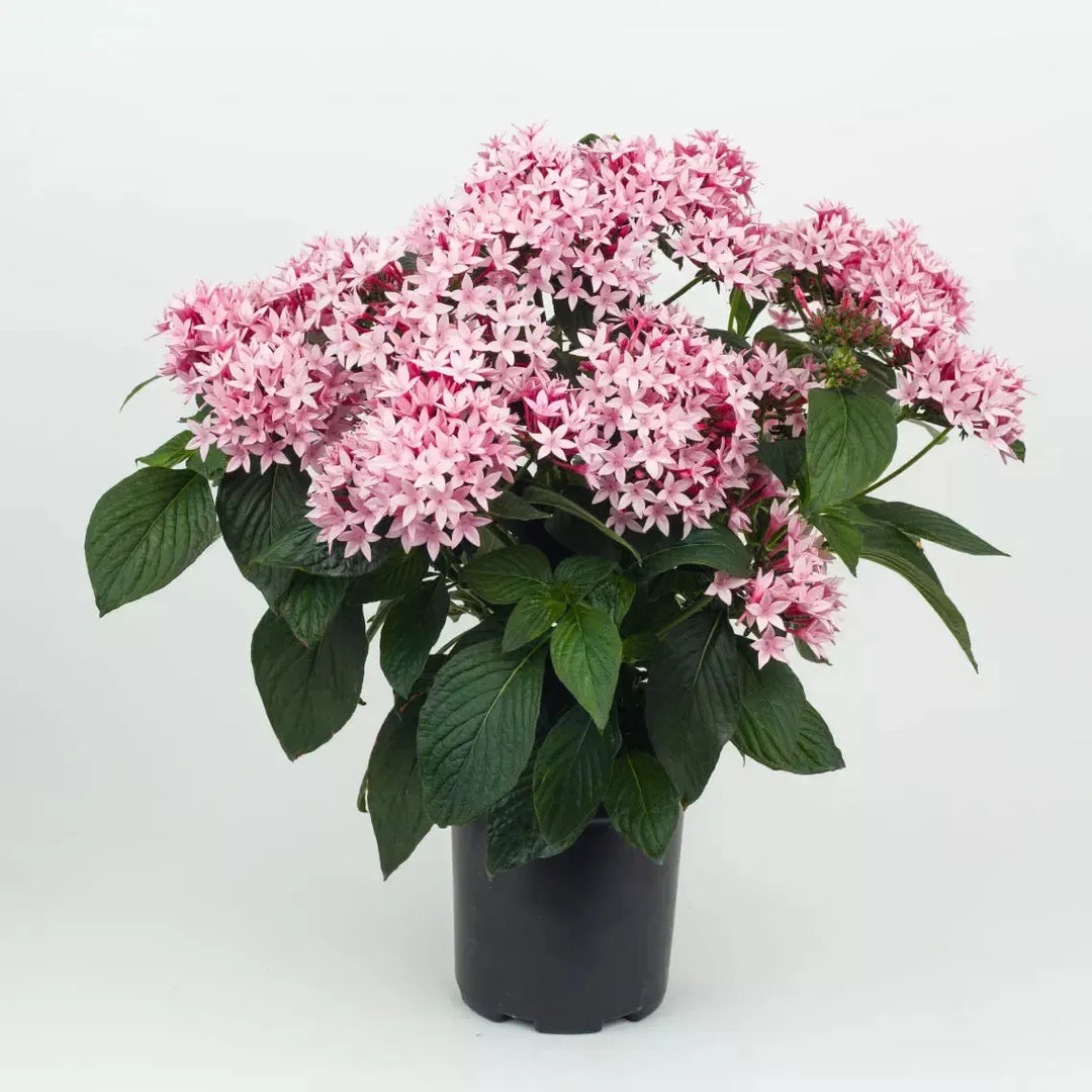 Pentas lanceolata 'Starcluster Appleblossom' ~ Starcluster™ Appleblossom Star Flower-ServeScape