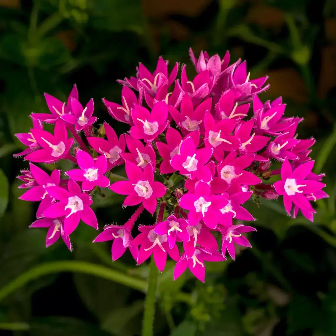 Pentas lanceolata 'Starcluster Violet' ~ Starcluster™ Violet Star Flower-ServeScape