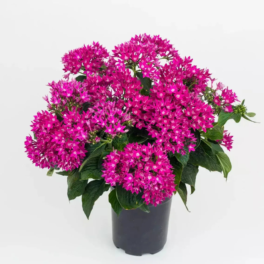 Pentas lanceolata 'Starcluster Violet' ~ Starcluster™ Violet Star Flower-ServeScape