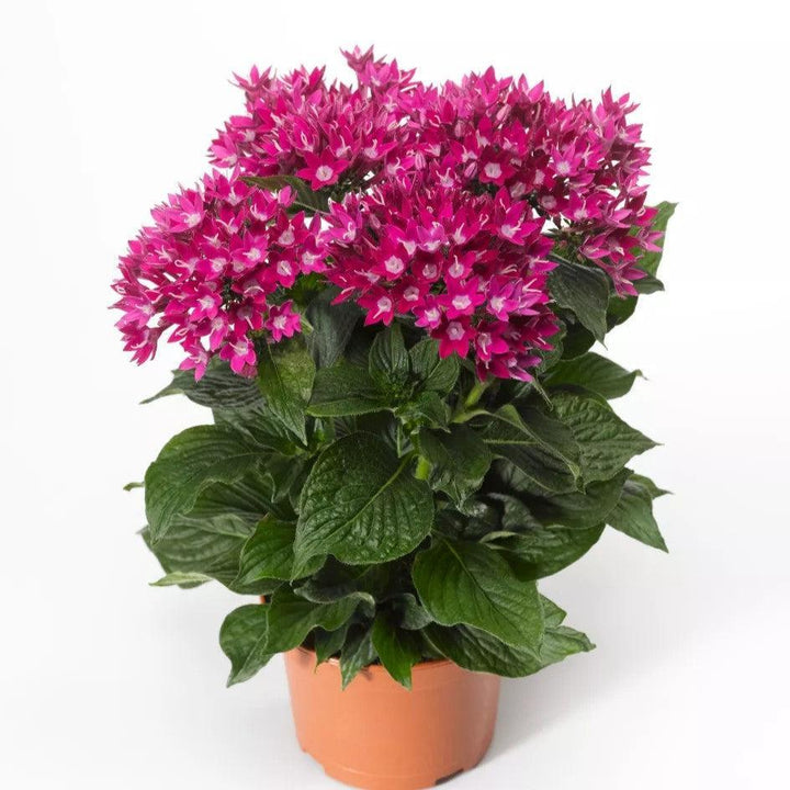 Pentas lanceolata 'Starcluster Violet' ~ Starcluster™ Violet Star Flower-ServeScape