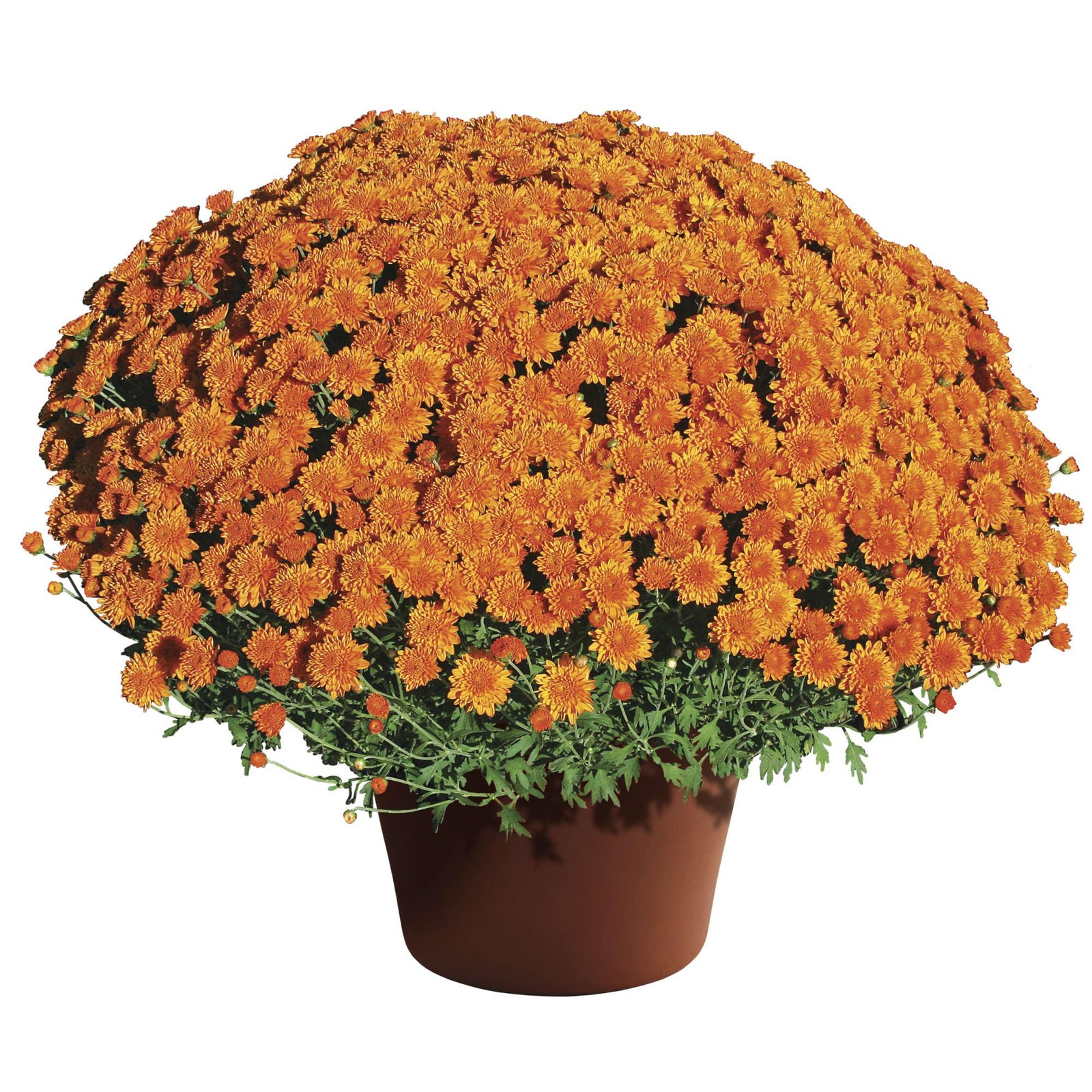 Chrysanthemum x morifolium 'Aubrey Orange' ~ Aubrey™ Orange Mum-ServeScape