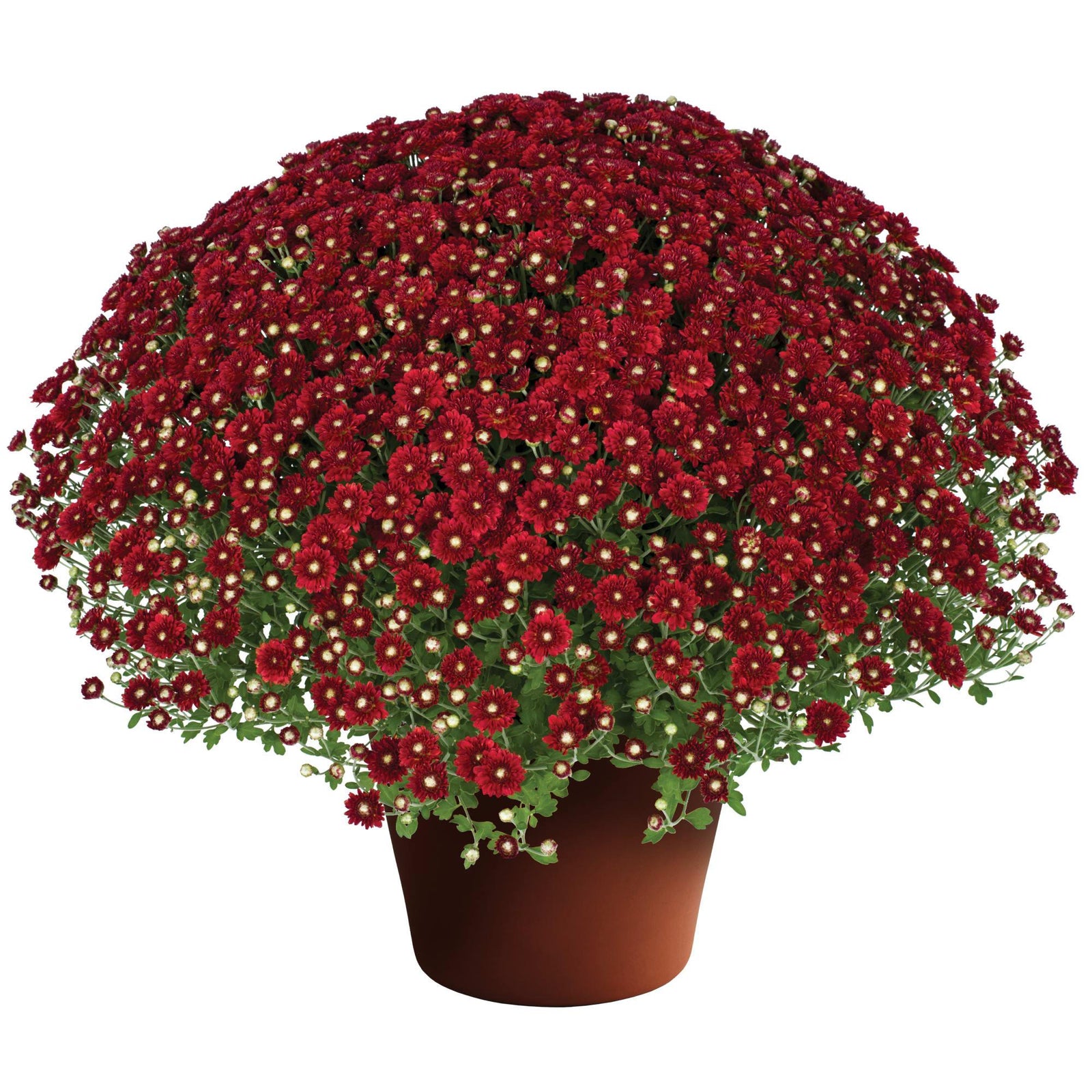 Chrysanthemum x morifolium 'Aideen Red Fire' ~ Aideen™ Red Fire Mum-ServeScape