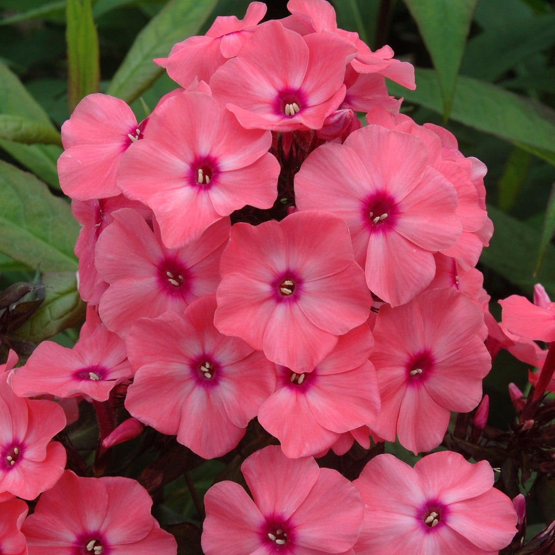 Phlox paniculata 'Sweet Summer Dream Orange Rose' ~ Sweet Summer® Dream™ Orange Rose Garden Phlox-ServeScape