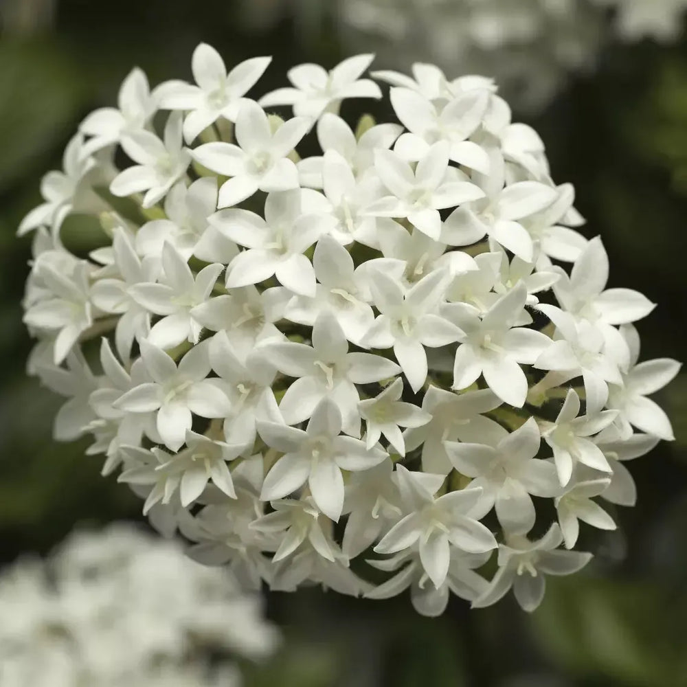 Pentas lanceolata 'HoneyCluster White' ~ HoneyCluster™ White Star Flower-ServeScape