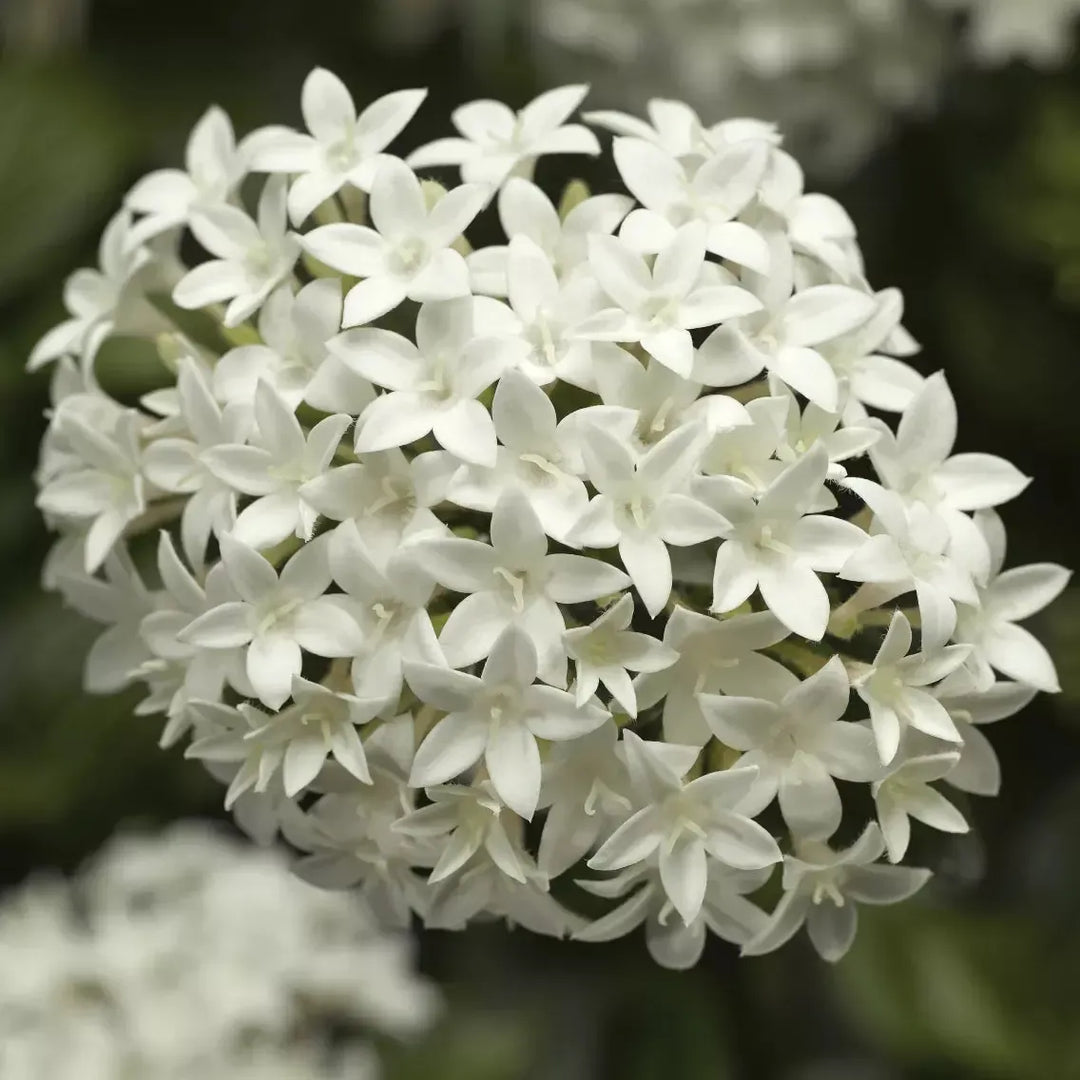 Pentas lanceolata 'HoneyCluster White' ~ HoneyCluster™ White Star Flower-ServeScape