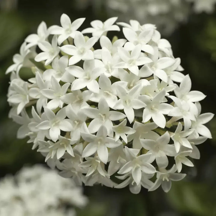 Pentas lanceolata 'HoneyCluster White' ~ HoneyCluster™ White Star Flower-ServeScape