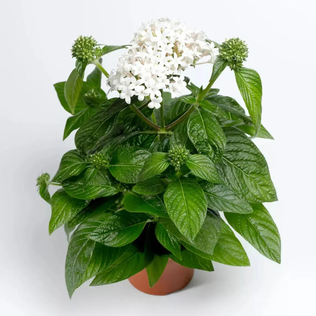 Pentas lanceolata 'HoneyCluster White' ~ HoneyCluster™ White Star Flower-ServeScape