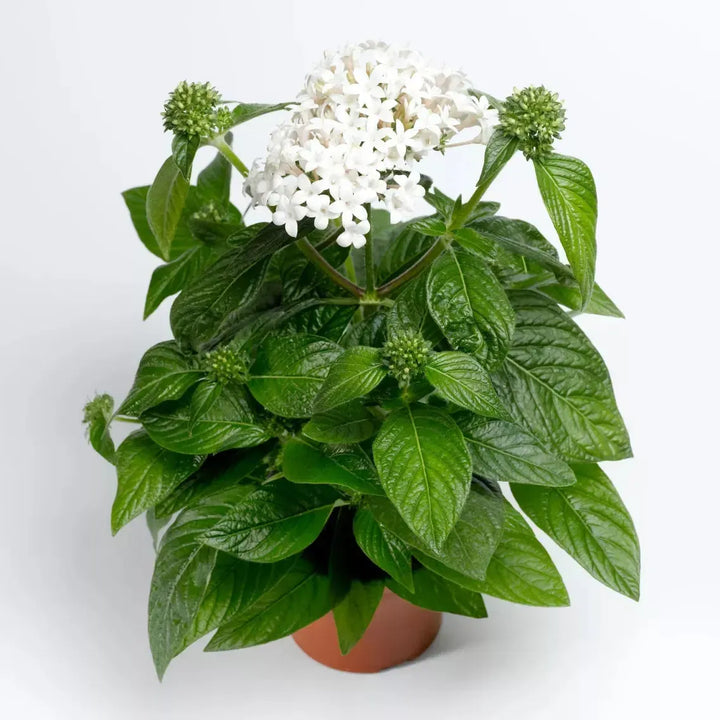 Pentas lanceolata 'HoneyCluster White' ~ HoneyCluster™ White Star Flower-ServeScape