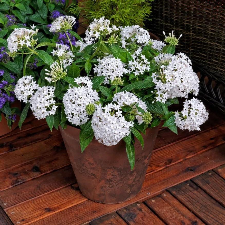 Pentas lanceolata 'HoneyCluster White' ~ HoneyCluster™ White Star Flower-ServeScape