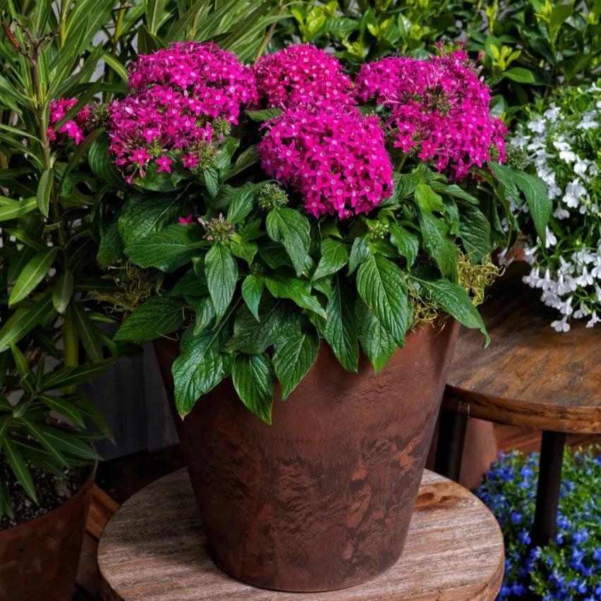 Pentas lanceolata 'HoneyCluster Deep Rose' ~ HoneyCluster™ Deep Pink Star Flower-ServeScape