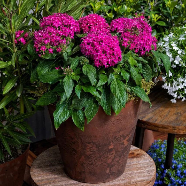 Pentas lanceolata 'HoneyCluster Deep Rose' ~ HoneyCluster™ Deep Pink Star Flower-ServeScape
