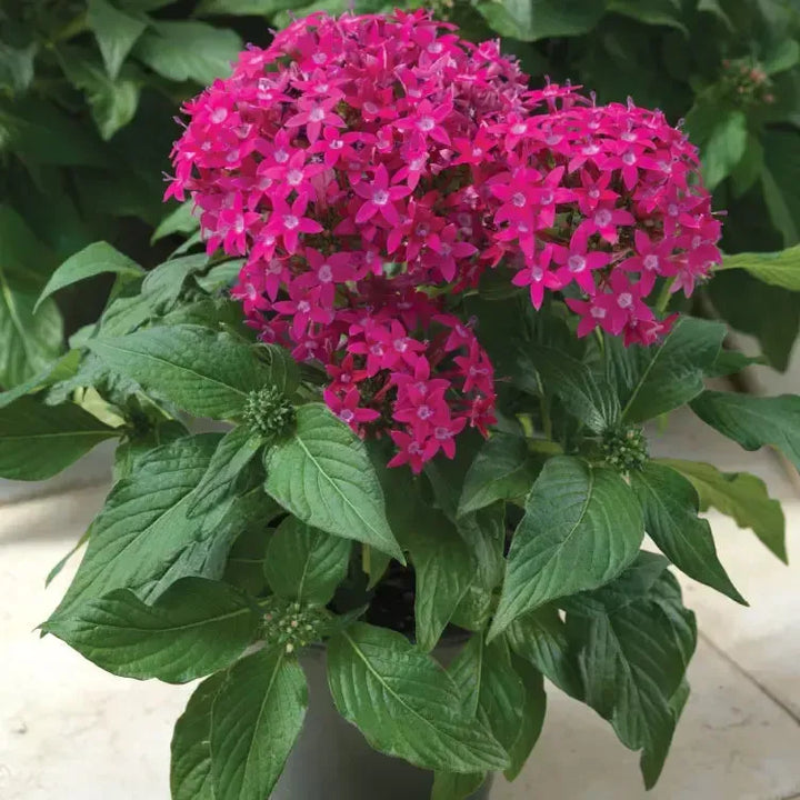 Pentas lanceolata 'HoneyCluster Deep Rose' ~ HoneyCluster™ Deep Pink Star Flower-ServeScape