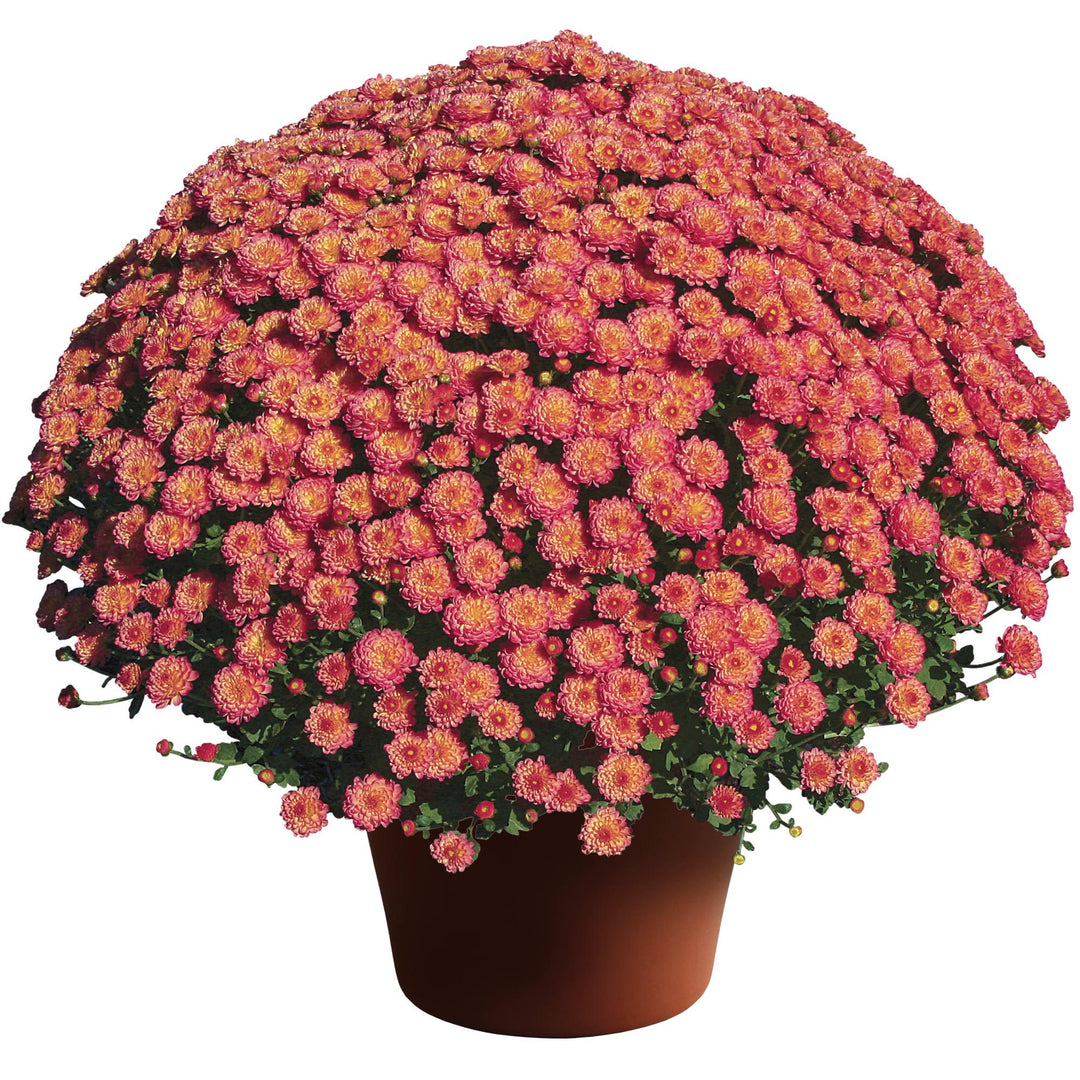 Chrysanthemum x morifolium 'Gigi Coral' ~ Gigi™ Coral Mum-ServeScape