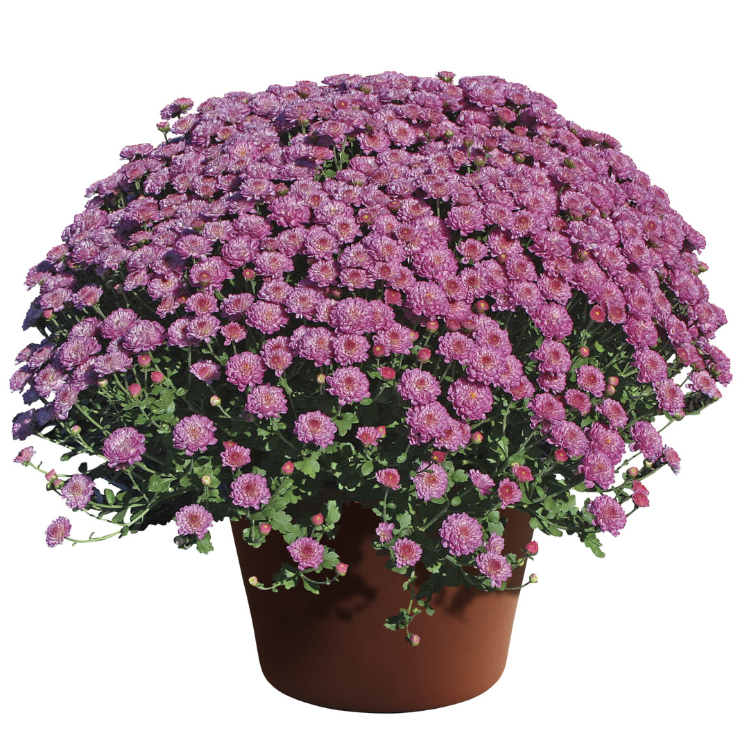 Chrysanthemum x morifolium 'Gigi Dark Pink' ~ Gigi™ Dark Pink Mum-ServeScape