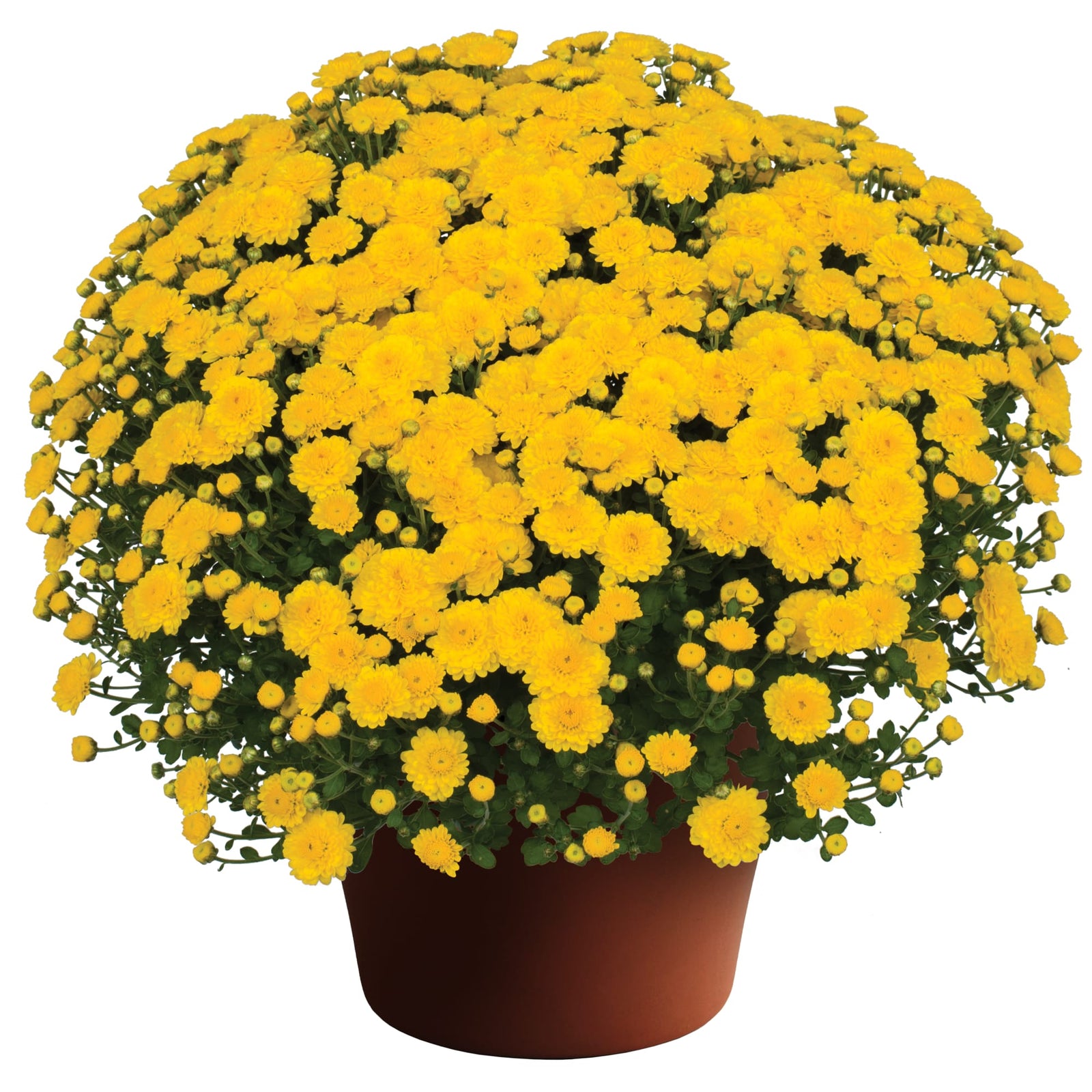 Chrysanthemum x morifolium 'Gigi Yellow' ~ Gigi™ Yellow Mum-ServeScape