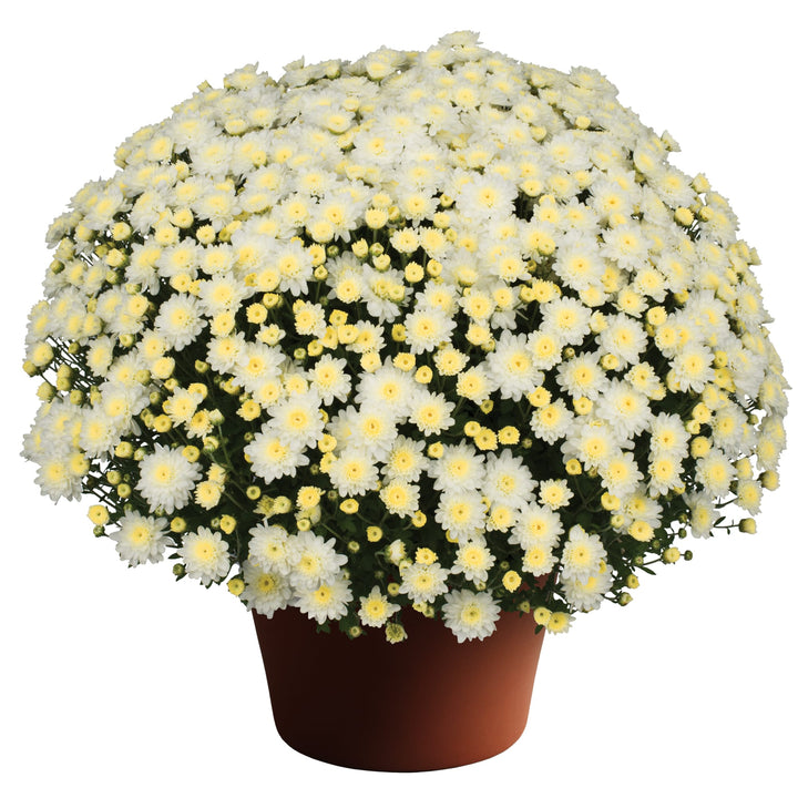 Chrysanthemum x morifolium 'Chelsey White' ~ Chelsey™ White Mum-ServeScape