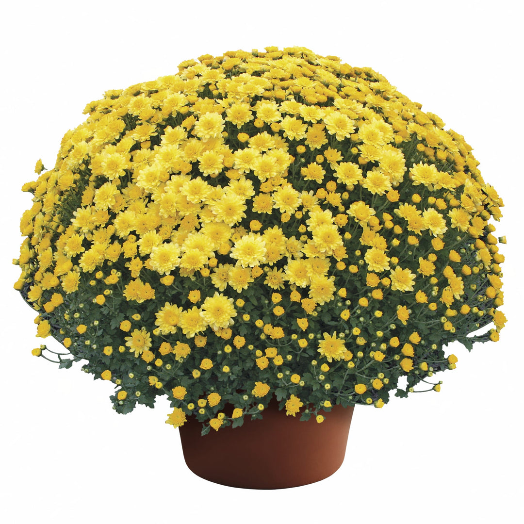 Chrysanthemum x morifolium 'Chelsey Yellow' ~ Chelsey™ Yellow Mum-ServeScape