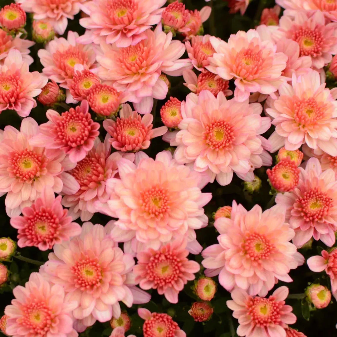 Chrysanthemum x morifolium 'Chelsey Coral' ~ Chelsey™ Coral Mum-ServeScape