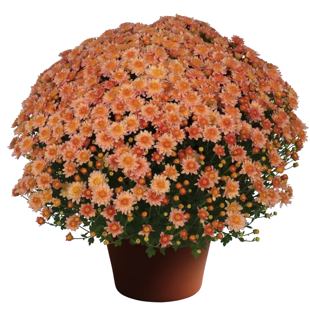 Chrysanthemum x morifolium 'Chelsey Coral' ~ Chelsey™ Coral Mum-ServeScape