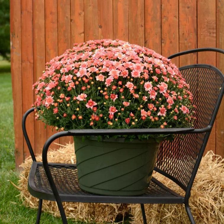 Chrysanthemum x morifolium 'Chelsey Coral' ~ Chelsey™ Coral Mum-ServeScape