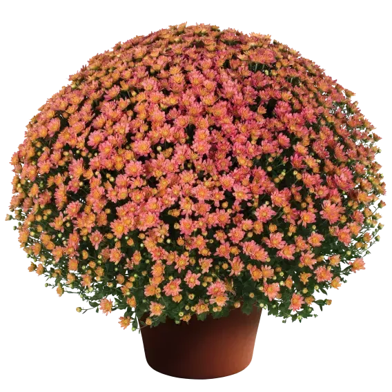 Chrysanthemum x morifolium 'Jacqueline Peach Fusion' ~ Jacqueline™ Peach Fusion Mum-ServeScape