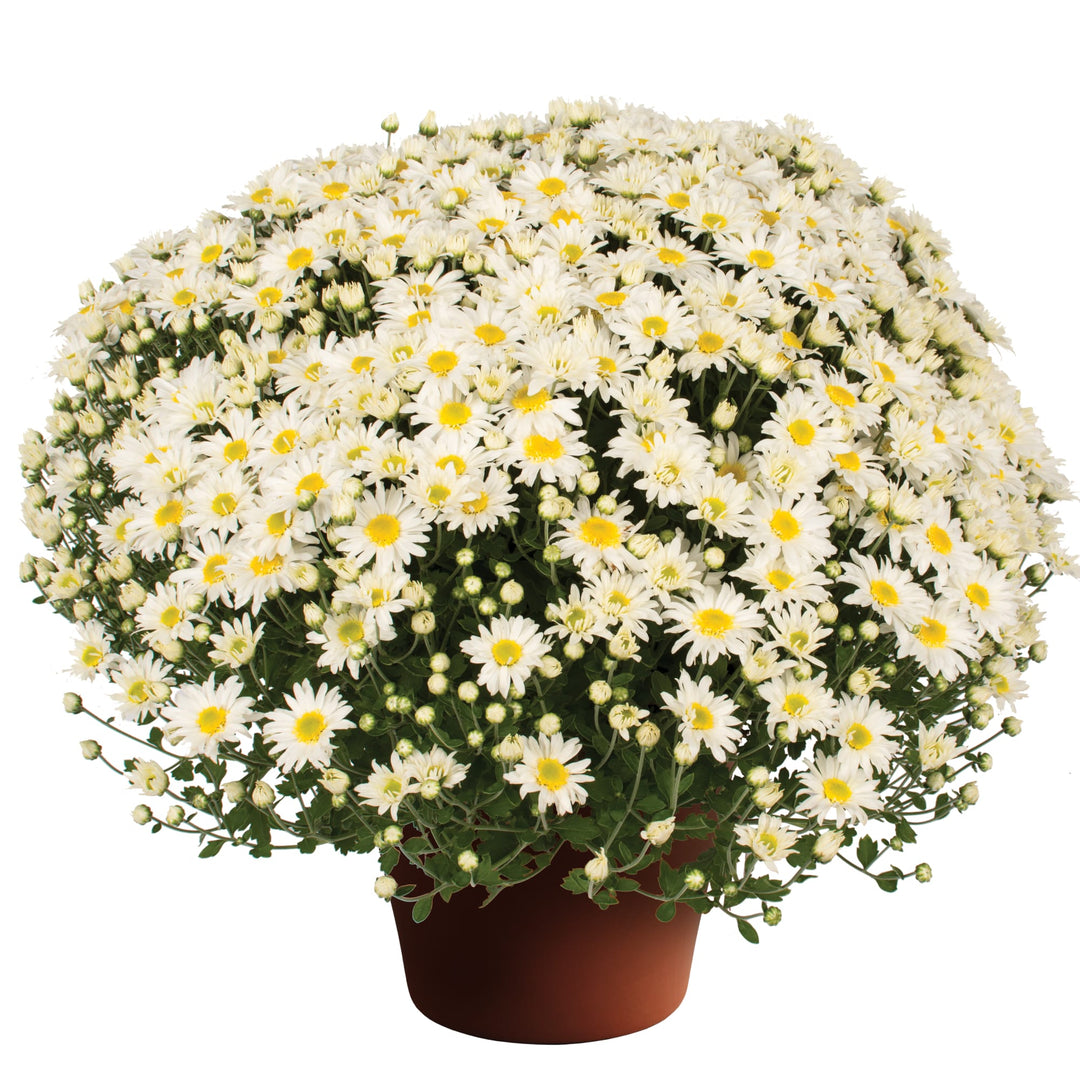 Chrysanthemum x morifolium 'Edith White' ~ Edith™ White Mum-ServeScape