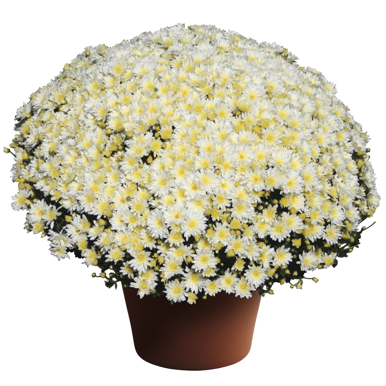 Chrysanthemum x morifolium 'Bertha White' ~ Bertha™ White Mum-ServeScape