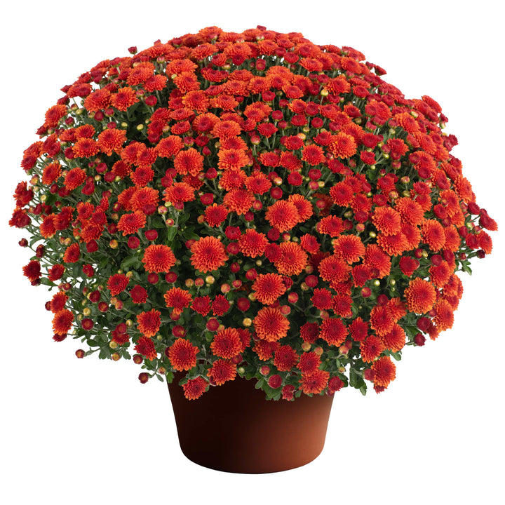 Chrysanthemum x morifolium 'Hailey Orange' ~ Hailey™ Orange Mum-ServeScape