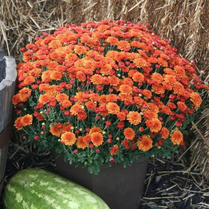 Chrysanthemum x morifolium 'Hailey Orange' ~ Hailey™ Orange Mum-ServeScape