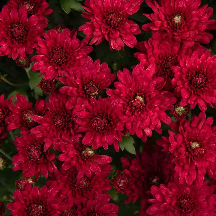 Chrysanthemum x morifolium 'Wanda Red' ~ Wanda™ Red Mum-ServeScape