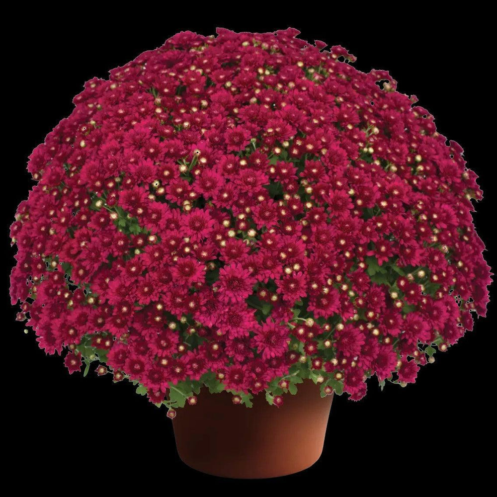 Chrysanthemum x morifolium 'Wanda Red' ~ Wanda™ Red Mum-ServeScape
